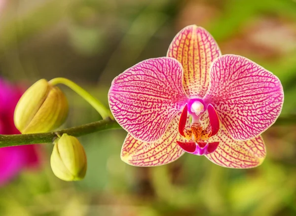 Orchidee Blütenfrühling natürlichen Hintergrund — Stockfoto