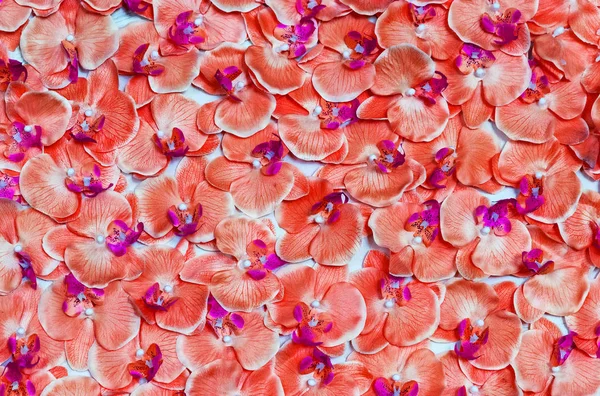 Ορχιδέα λουλούδι διαβίωσης Coral χρώμα φόντου Floral καρτ ποστάλ — Φωτογραφία Αρχείου