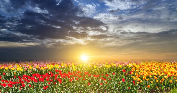 Tulip spring fresh flowers a sunny day — Stock Photo, Image