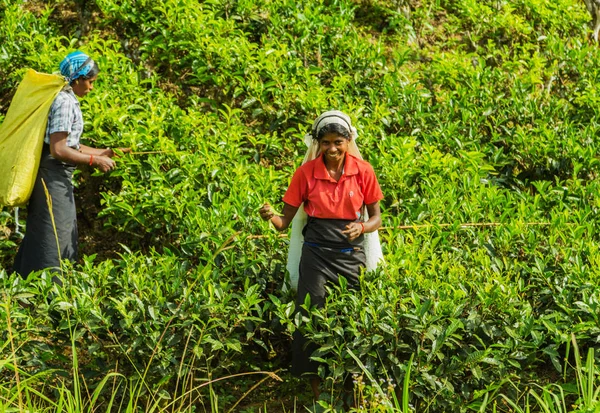 Los recolectores de té en Hills recogieron hojas de té verde. La plantación de té —  Fotos de Stock