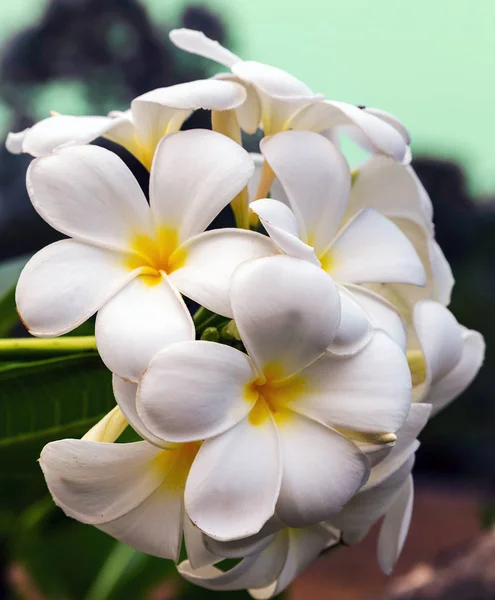 Frangipani flor en jardín tropical, plumeria primavera día Floral — Foto de Stock