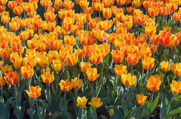 Primavera tulipa flores amarelas frescas — Fotografia de Stock