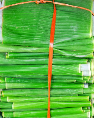 Tropikal orman yaprağı yeşil arka plan yaprakları.