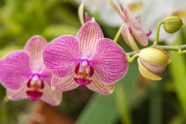 Tropikal ilkbahar doğal arka planında orkide çiçeği. Bloom 'daki Phalaenopsis Cymbidium Orkideleri. Orkide. Güzel çiçek. Lüks dallı orkide çiçeği Phalaenopsis arka planı.