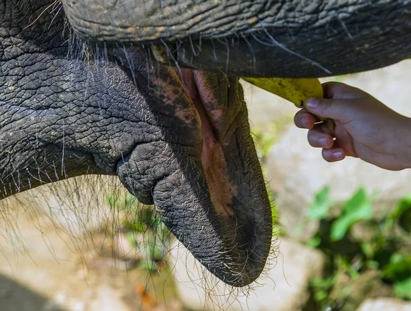 Close-up van olifant met mond open en kofferbak Sri Lanka. — Stockfoto