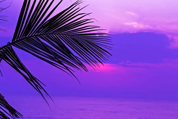 Схід сонця Гілки пальмового листя або листя пальмового кокосового дерева . — стокове фото