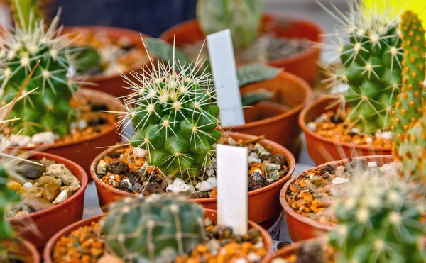 Vaso da fiori di cactus — Foto Stock