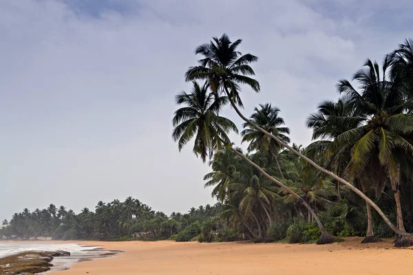 Plaja tropicală sălbatică de pe coasta oceanului. Ramuri de palmier verde sau nucă de cocos — Fotografie, imagine de stoc