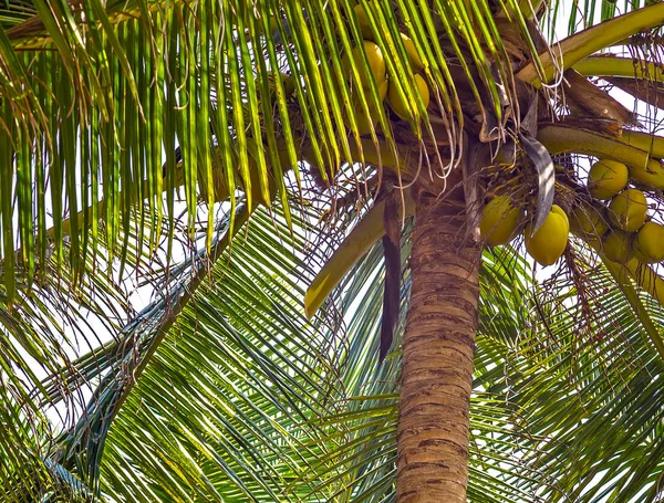 Zelené palmové větvičky nebo kokosové palmové lístky — Stock fotografie