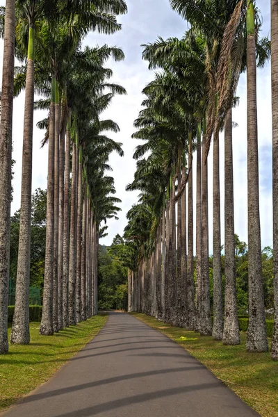 Ramas de palma verde u hojas de palma de coco — Foto de Stock