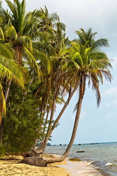 Palm in sand beach. — Stock Photo, Image