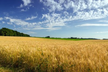 Tarım Buğday mahsul tarlası yaz manzara