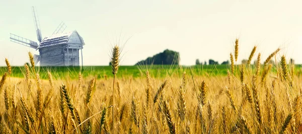 Tarım Panorama yel değirmeni Buğday ekin tarlası yaz landsca — Stok fotoğraf