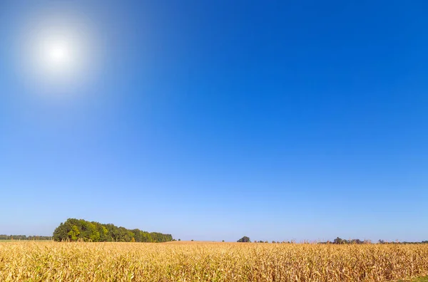 Земледелие Пшеничное поле Пейзаж восхода солнца в небе — стоковое фото
