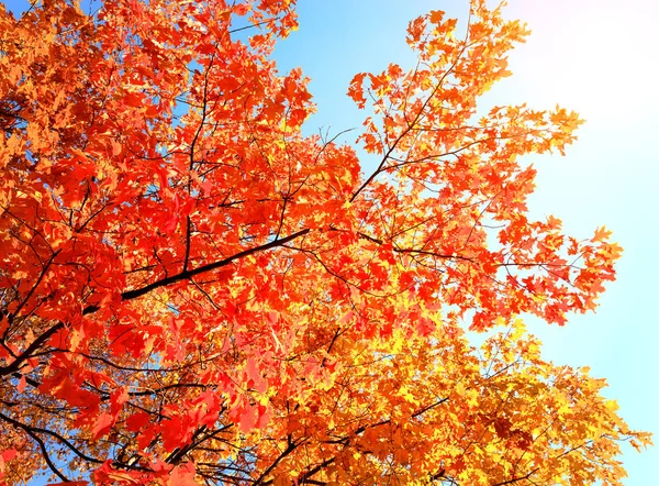 Herfst natuurlijke achtergrond multi-gekleurde bomen — Stockfoto