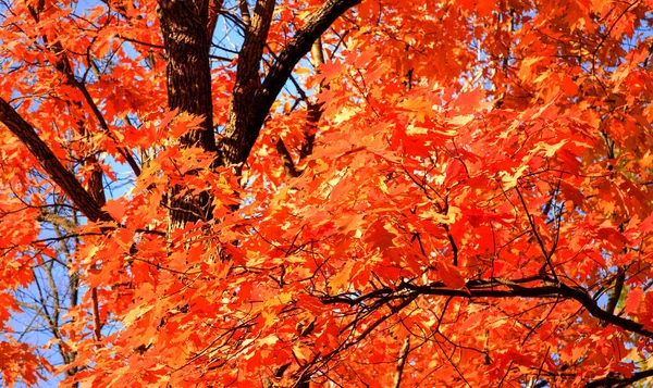 Herfst natuurlijke achtergrond rode bomen buiten — Stockfoto