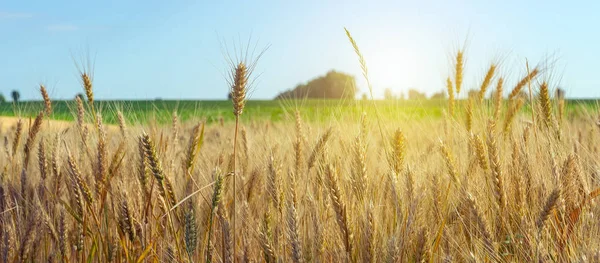 Agricoltura Campo coltivato di grano Paesaggio estivo Ricco raccolto — Foto Stock