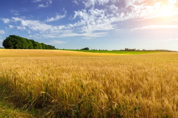 Wheat crop field summer landscape — Stock Photo, Image