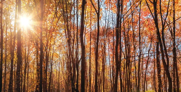 Sonnenlicht Strahlen Sonnenschein Herbst natürlicher Hintergrund Bäume — Stockfoto