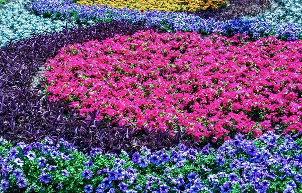 Campo aiuola bellissimo giardino fiorito parco — Foto Stock