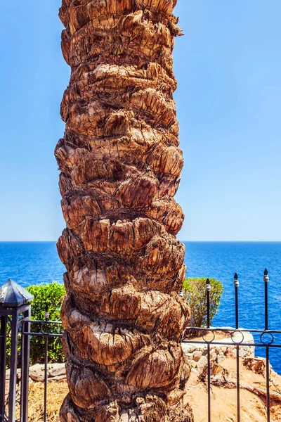 Palm trees at tropical coast — Stock Photo, Image