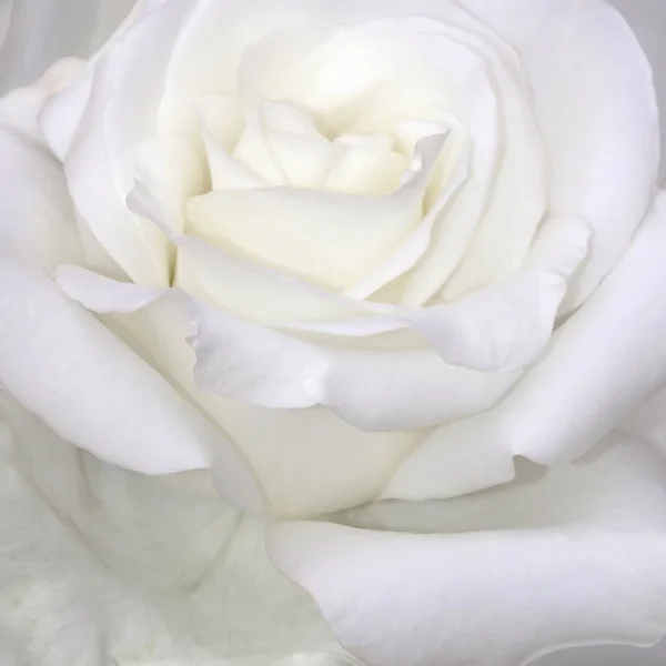 White Rose Flower Petals Soft Background — Stock Photo, Image