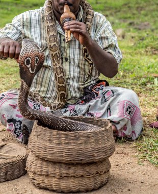 Fakir Yılan oynatıcısı, Kral Yılan Kobra Naja sepetinde dans etmeden önce flüt çalıyor.
