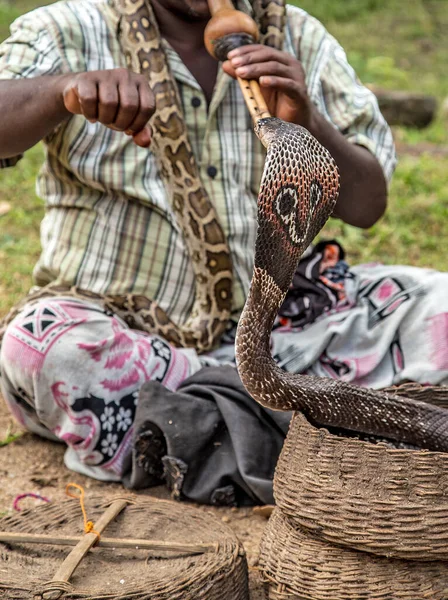 Fakir Charmeur Serpent Jouant Instrument Musique Naja Naja Roi Serpent — Photo