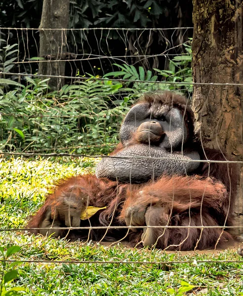 Орангутан Орангутан Тропическом Лесу Борнео — стоковое фото