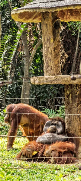 オランウータンの家族猿はジャングルの中に座っている — ストック写真