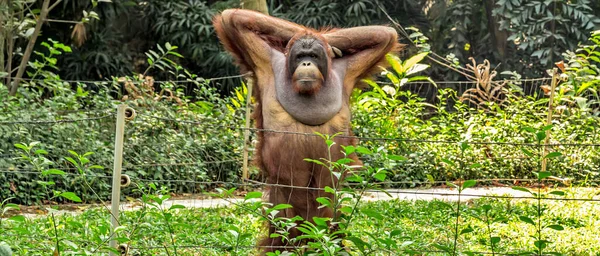 Orangutan Mannelijk Portret Indonesië Pongo Pygmaeus — Stockfoto