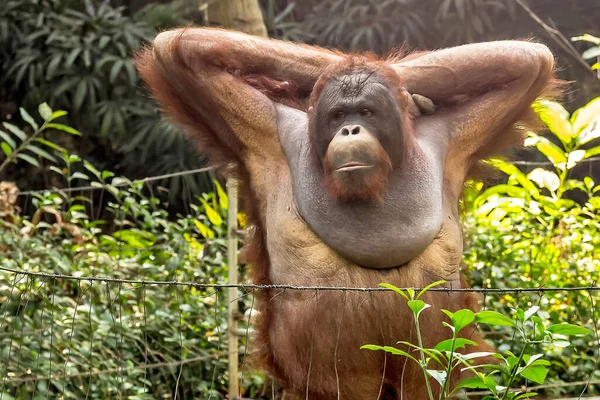 Orangutanporträtt Borneansk Orangutang Pongo Pygmaeus — Stockfoto