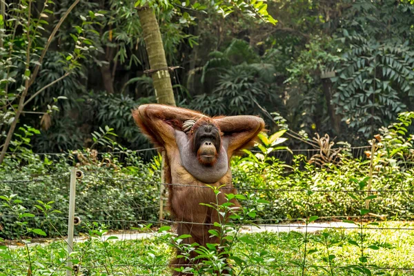Orang Outan Sumatra Mâle Pongo Abelii — Photo