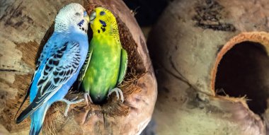 Çift yeşil muhabbet kuşları (Melopsittacus undulatus) Öpüşen papağan yuvasında oturmuş hindistan cevizi kabuğu