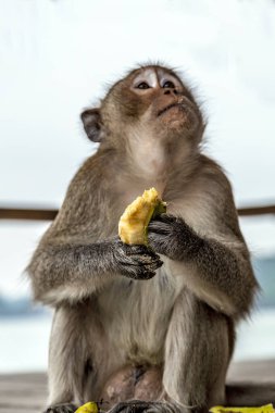 Rhesus maymunu. Macaca Mulatta Primatları oturur ve muz yer.