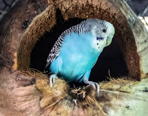 Budgerigars Blue Melopsittacus Undulatus Parrot Close Sitting Nest Dried Coconut — Stock Photo, Image