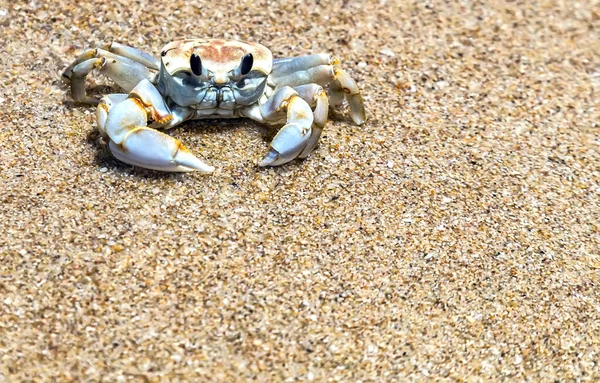 Caranguejo Rastejante Decoração Krab Praia Tropical Areia — Fotografia de Stock