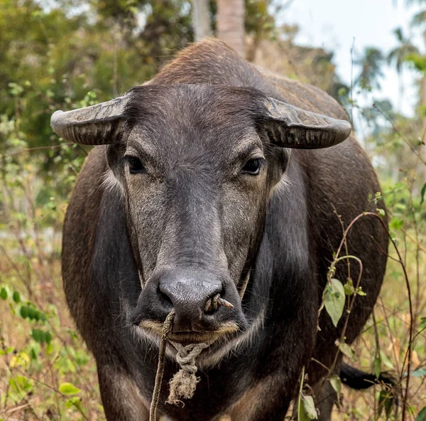 Waterbuffel Carabao Bubalus Bubalis Bubalus Arnee — Stockfoto
