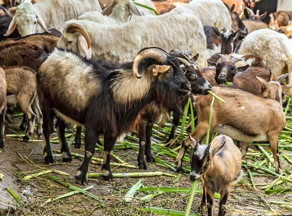 Retrato Cabras Doméstico Una Granja Ganado Aldea — Foto de Stock