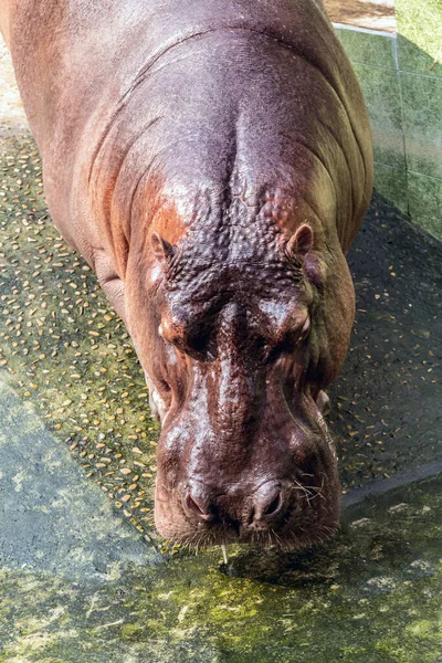 Hippopotamus Amfibie Mannelijke Nijlpaard Savanne Dieren Wild Chobe National Park — Stockfoto