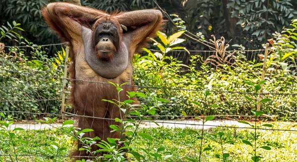 Borneański Orangutan Pongo Pigmaeus Publikujący Dziką Przyrodę Tropikalnych Lasach Deszczowych — Zdjęcie stockowe