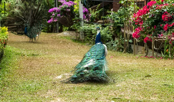 Svansar Påfåglar Påfåglar Färgglada Detaljer Påfågel Fjädrar — Stockfoto