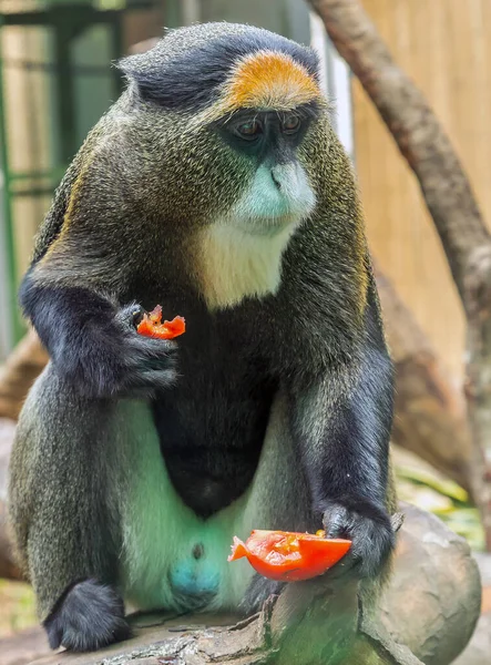 Brazza Monkey Samotny Samiec Cercopithecus Neglectus Dorosłe Naczelne Afryki Środkowej — Zdjęcie stockowe