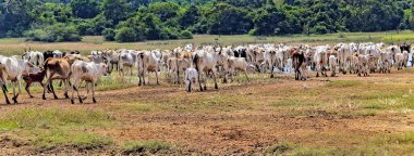 Zebu sığırları tarlada. Otlaktaki inekler. İnek sürüsü boynuzlu sığır