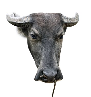 Kara boğa izole. Çin burcundaki öküz hayvanı. Bufalo ya da karabaho kafa öküz yılı Çin 2021