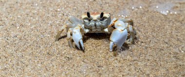 Yengeç, üst tarafı kapat. Tayland 'daki beyaz kumsal manzarası.