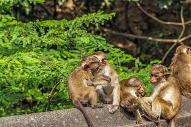 Toque Macaque (Macaca sinica) Sri Lanka 'lı bir grup primat ailesi çitin üzerinde oturuyor.