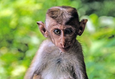Yala Ulusal Parkı 'ndaki Sri Lanka Maymunları' nda Macaque Maymunu. Toque Macaque bulanık arkaplan