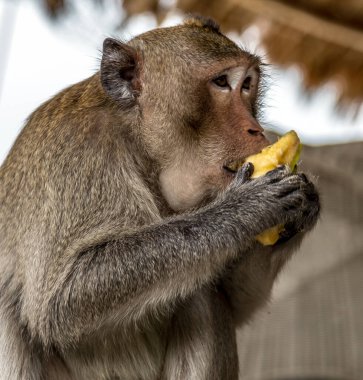 Rhesus Macaques maymunu portresi. Macaca Mulatta Primatları maymunu muz yer, arkaplanı bulanıklaştırır