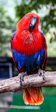 Eclectus Papağanı (Eclectus roratus) Ağaç Dalında kırmızı mavi kadın, ön görünüm portresi